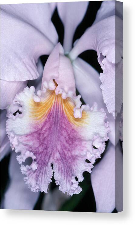 Flower Canvas Print featuring the photograph Orchid 2 by Andy Shomock