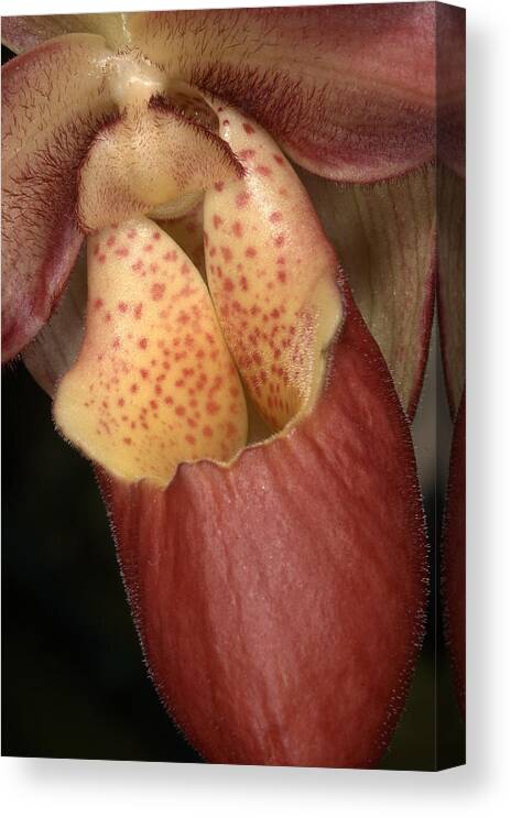 Orchid Canvas Print featuring the photograph Orchid 490 by Wesley Elsberry