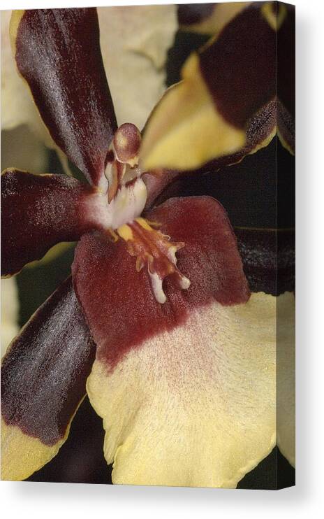 Orchid Canvas Print featuring the photograph Orchid 496 by Wesley Elsberry