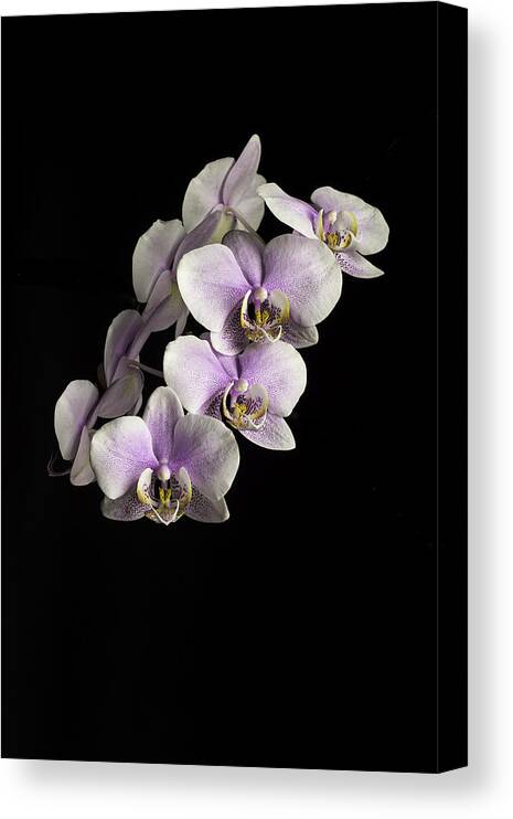 Orchids Canvas Print featuring the photograph Orchid on black by Scott Mullin