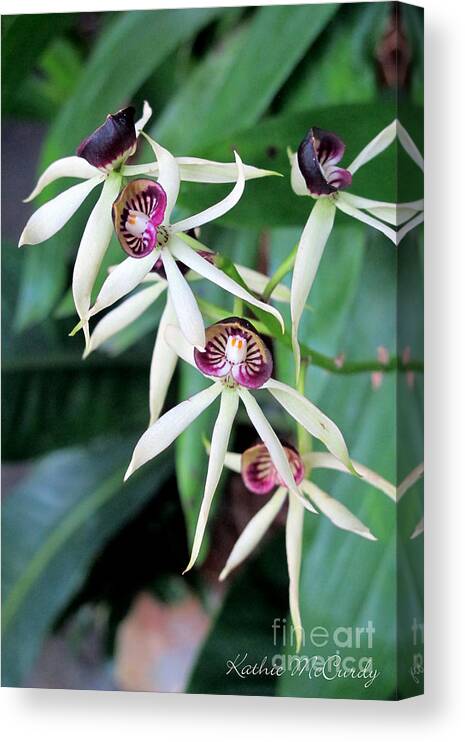 Kathie Mccurdy Canvas Print featuring the photograph Orchids II by Kathie McCurdy