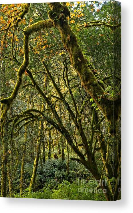 Oregon Rainforest Canvas Print featuring the photograph Oregon Rainforest Green by Adam Jewell
