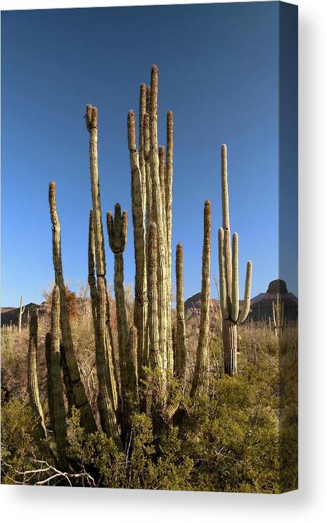 Organ Pipe Cactus Canvas Print featuring the photograph Organ Pipe Cactus by Jim West
