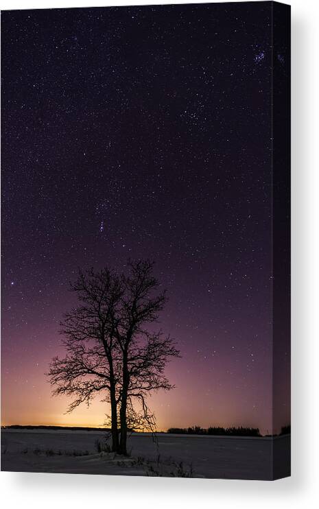Aurora Borealis Canvas Print featuring the photograph Orion tree by Nebojsa Novakovic