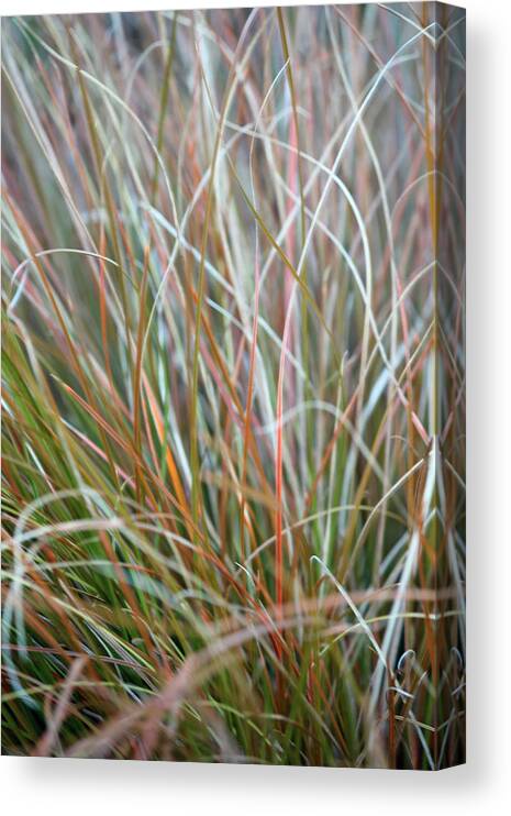 Abstract Art Canvas Print featuring the photograph Ornamental Grass Abstract by E Faithe Lester
