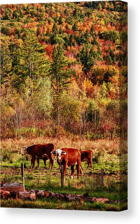 Autumn Foliage Canvas Print featuring the photograph Cow complaining about much by Jeff Folger