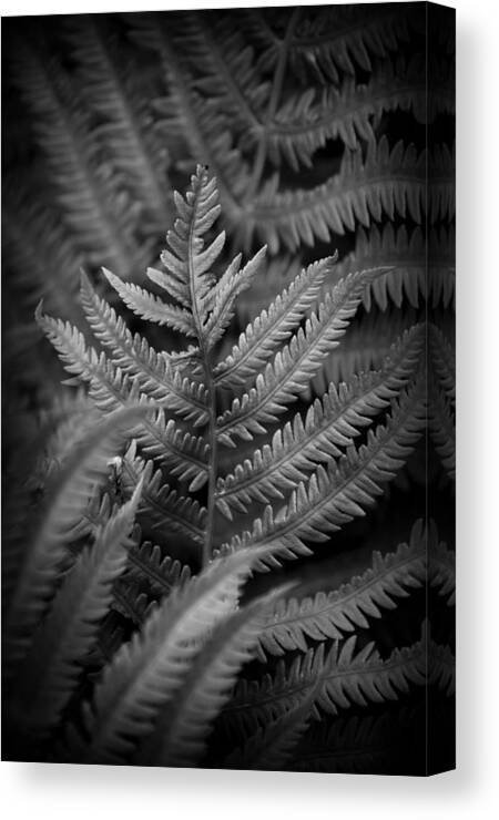 Nature Canvas Print featuring the photograph Ostrich Fern Fronds Matteuccia struthiopteris by Nathan Abbott