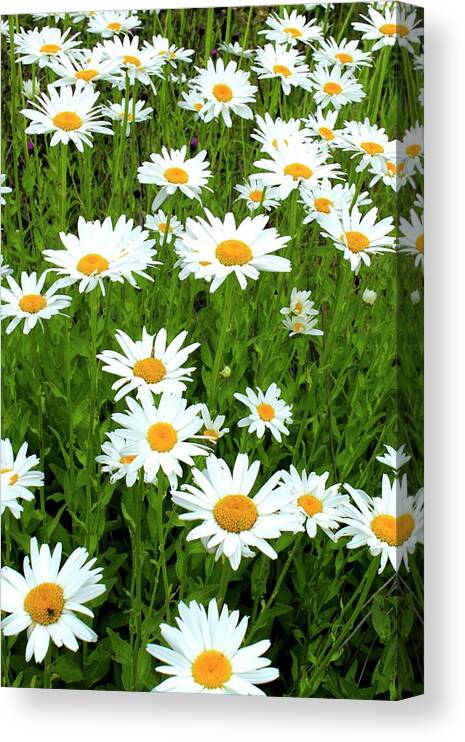 Ox-eye Daisy Canvas Print featuring the photograph Ox-eye Daisies (leucanthemum Vulgare) by John Wright/science Photo Library