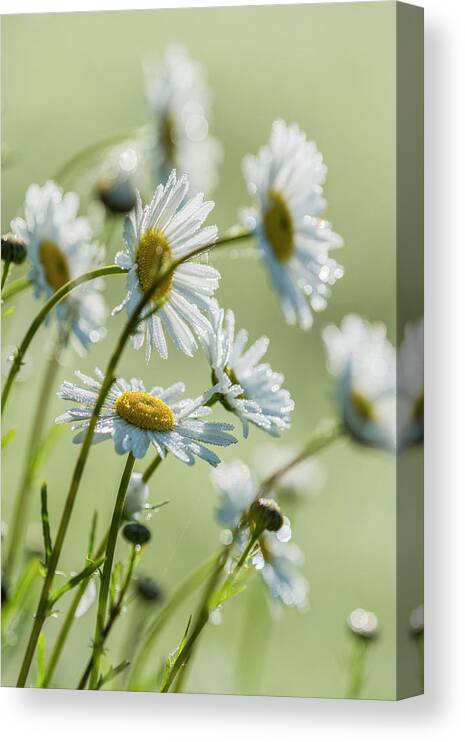 Pacific Northwest Canvas Print featuring the photograph Ox-eye Daisy Leucanthemum Vulgare by Robert L. Potts