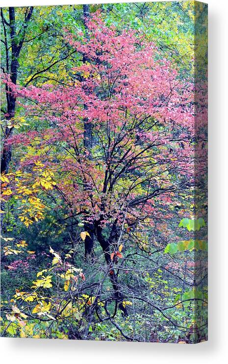 Autumn Canvas Print featuring the photograph Ozarks Autumn by Deena Stoddard