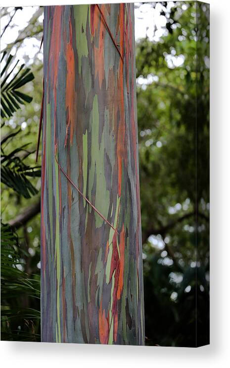 Sam Amato Canvas Print featuring the photograph Painted Eucalyptus tree by Sam Amato