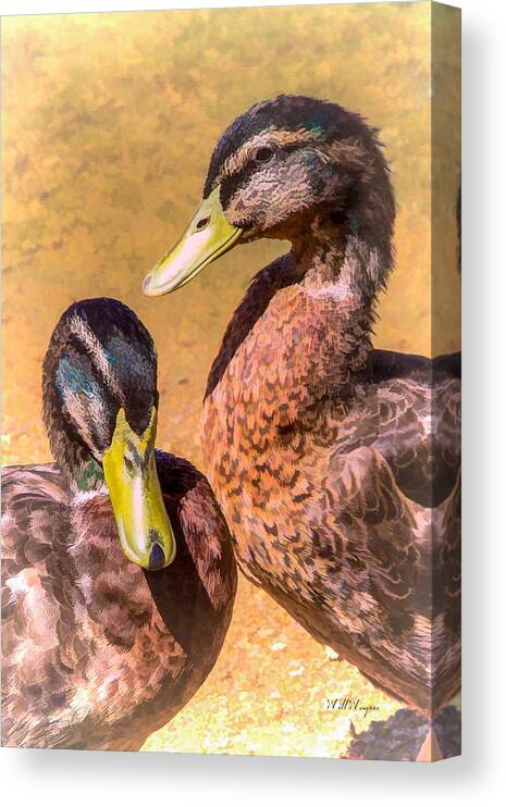 Arizona Canvas Print featuring the photograph Pair of Ducks by Will Wagner