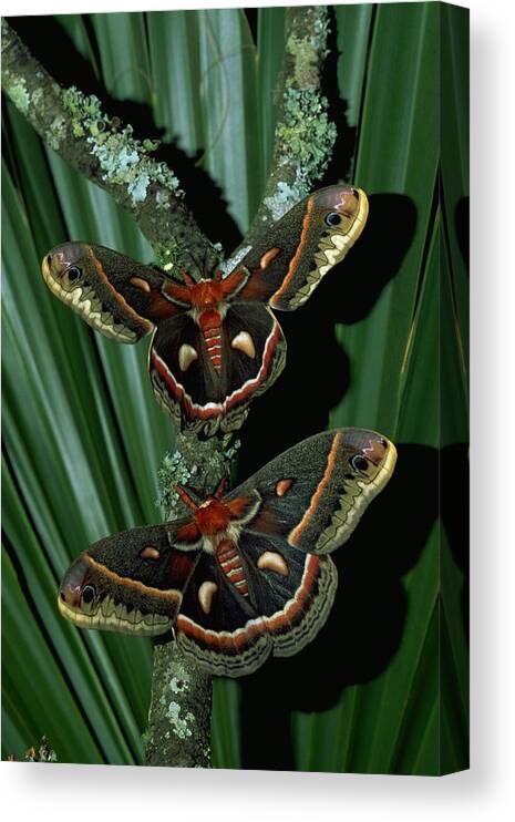 Moth Canvas Print featuring the photograph Pair Of Moths by Millard H. Sharp