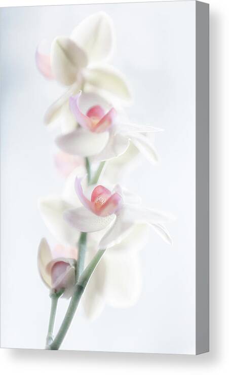 Still Life Canvas Print featuring the photograph Pale Beauty by Peter Pfeiffer