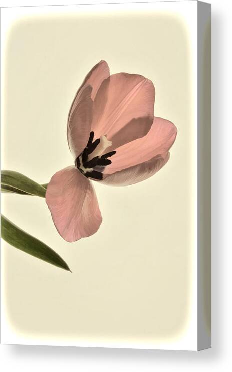 Flower Canvas Print featuring the photograph Pale Pink Tulip by Phyllis Meinke