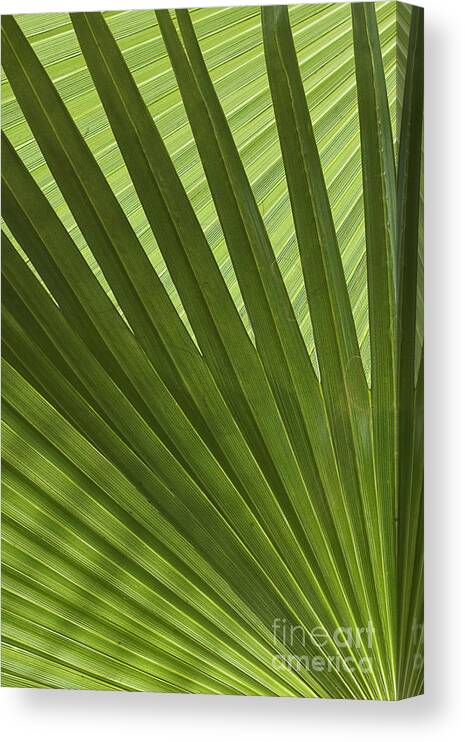 Palm Canvas Print featuring the photograph Palm Abstract by Patty Colabuono