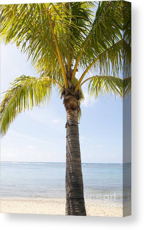 Beach Canvas Print featuring the photograph Palm at Beach by Brandon Tabiolo