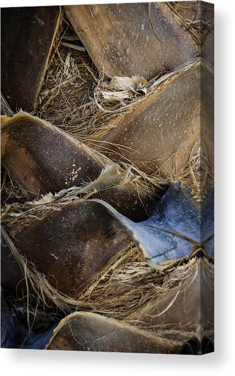 Faa Canvas Print featuring the photograph Palm Tree Bark by Sebastian Musial