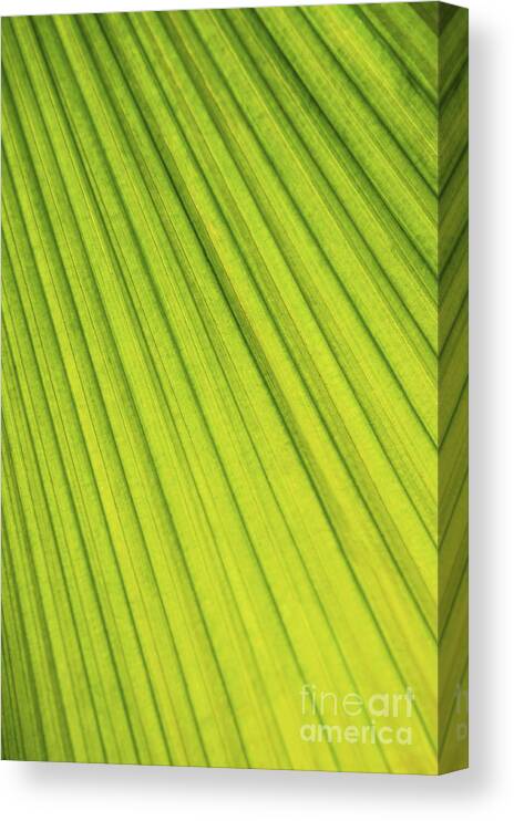 Palm Canvas Print featuring the photograph Palm tree leaf abstract by Elena Elisseeva