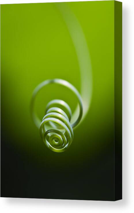 Vine Canvas Print featuring the photograph Passionflower Tendril by Steven Schwartzman