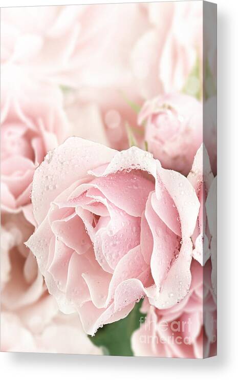 Tea Rose Canvas Print featuring the photograph Pastel Pink by Stephanie Frey