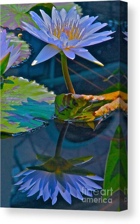 Waterlily Canvas Print featuring the photograph Pastels In Water by Byron Varvarigos