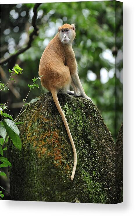 Thomas Marent Canvas Print featuring the photograph Patas Monkey by Thomas Marent