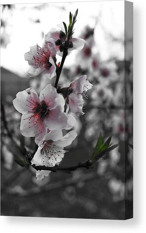 Tree Canvas Print featuring the photograph Peaches in Bloom by Jeannie Owens