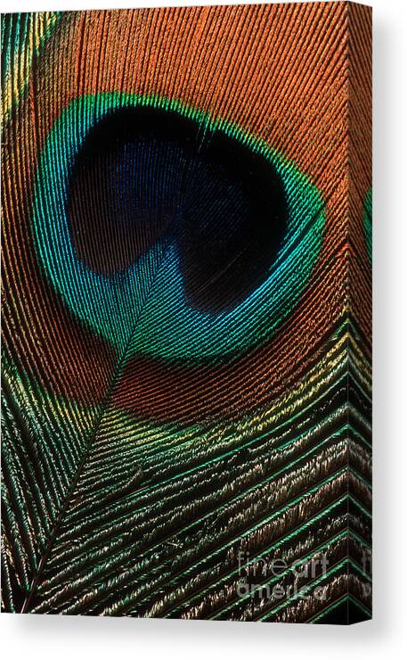 Peacock Canvas Print featuring the photograph Peacock Feather by Jerry Fornarotto