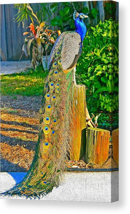 Animal Canvas Print featuring the photograph Peacock on the Stump by Joan McArthur