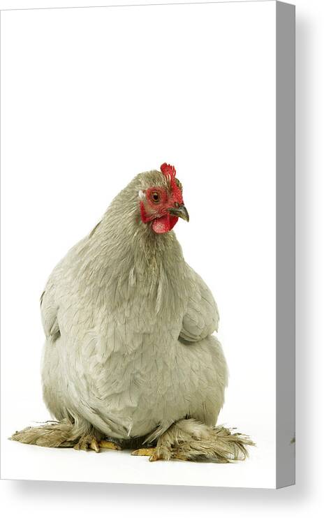 Chicken Canvas Print featuring the photograph Pekin Chicken by Jean-Michel Labat