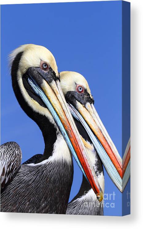 Pelicans Canvas Print featuring the photograph Pelican Perfection by James Brunker