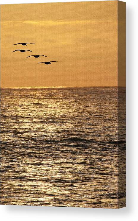 Pelicans Canvas Print featuring the photograph Pelicans Ocean And Sunsetting by Tom Janca
