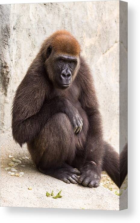 Africa Canvas Print featuring the photograph Pensive Gorilla by Raul Rodriguez