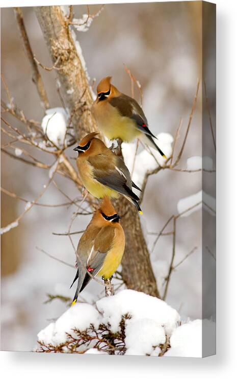 Cedar Waxwing Canvas Print featuring the photograph Perched Cedar Waxwings by Kenneth M Highfill