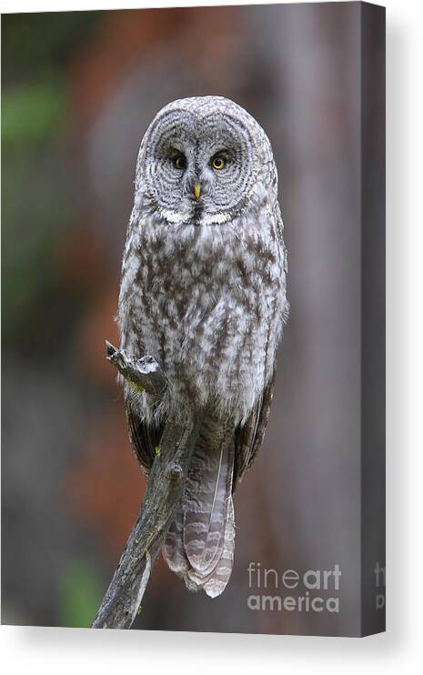 Great Gray Owl Canvas Print featuring the photograph Perched Gray by Bill Singleton