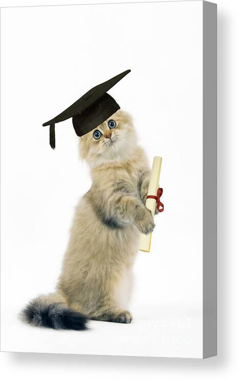 Cat Canvas Print featuring the photograph Persian Cat With Diploma by Jean-Michel Labat