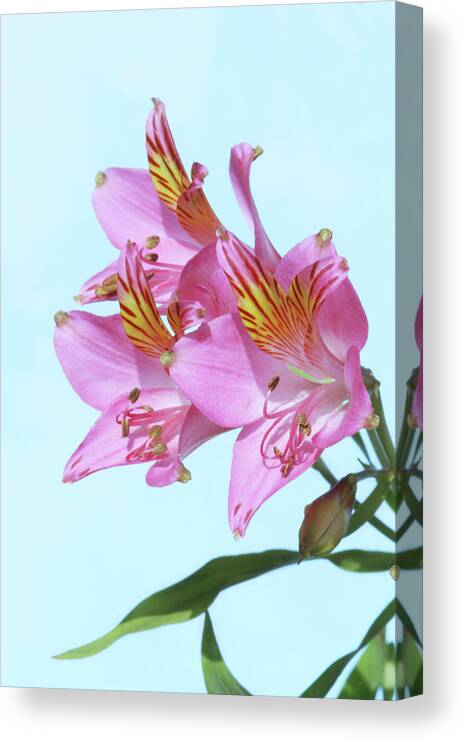 Alstroemeria Sp. Canvas Print featuring the photograph Peruvian Lily (alstroemeria Sp.) by Brian Gadsby/science Photo Library