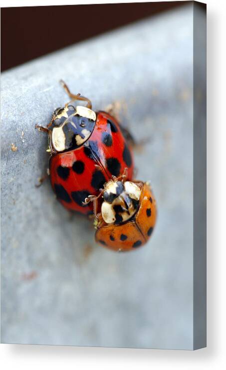 Insects Canvas Print featuring the photograph Piggy Back Ride by Jennifer Robin