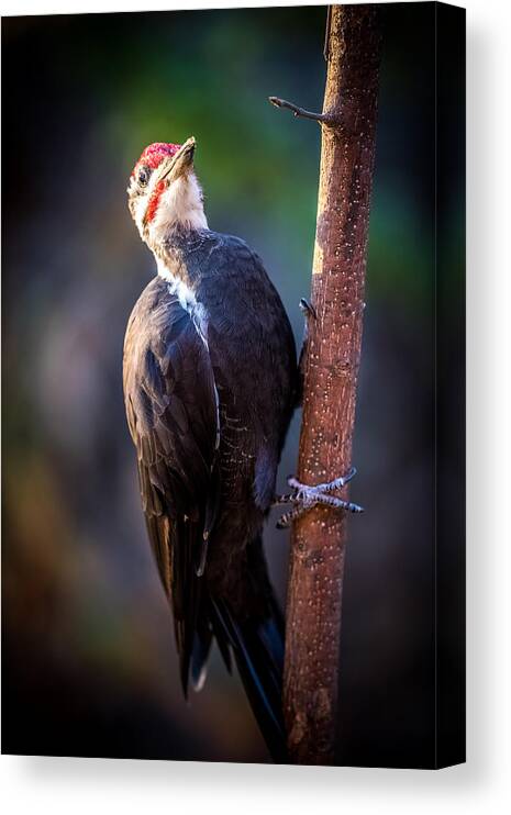 Pileated Canvas Print featuring the photograph Pileated Wood pecker by Paul Freidlund