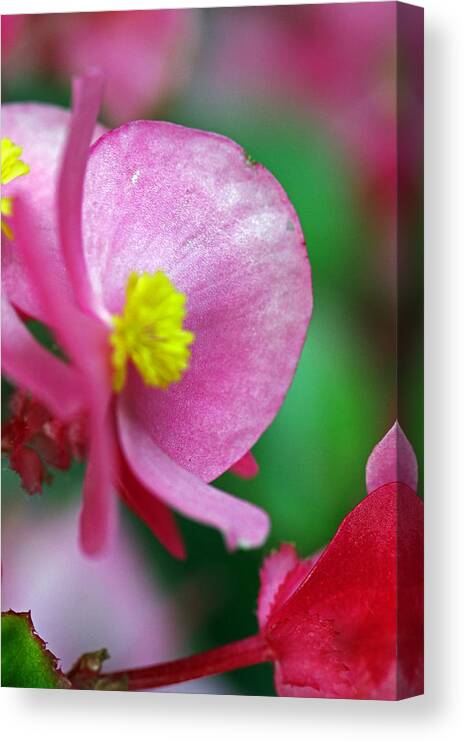 Flowers Canvas Print featuring the photograph Pink Begonia by Jennifer Robin