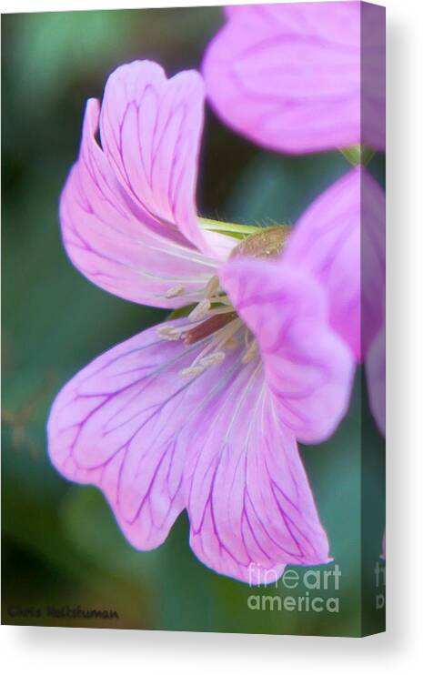 Flower Canvas Print featuring the photograph Pink Details by Chris Heitstuman