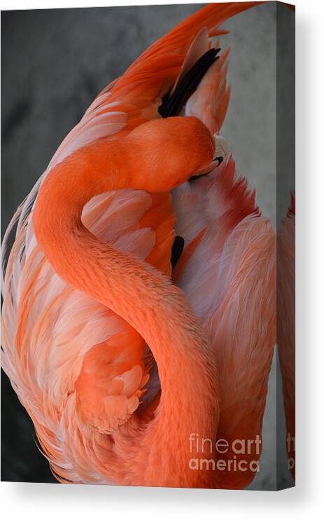 Pink Flamingo Canvas Print featuring the photograph Pink Flamingo by Robert Meanor