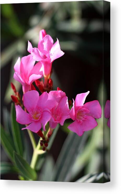 Pink Canvas Print featuring the photograph Pink Flower by Ramabhadran Thirupattur