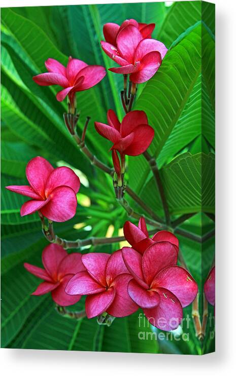 Pink Canvas Print featuring the photograph Pink Frangiapani - Plumeria by Larry Nieland