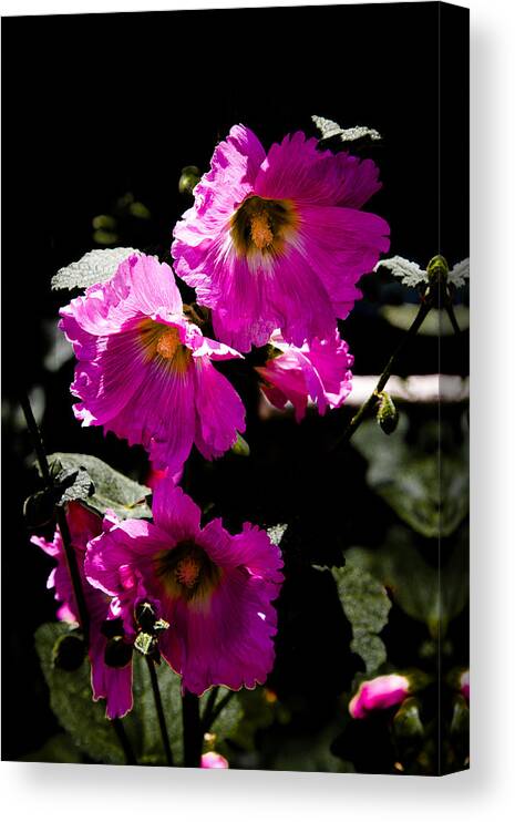 Alcea Canvas Print featuring the photograph Pink Hollyhocks by David Patterson