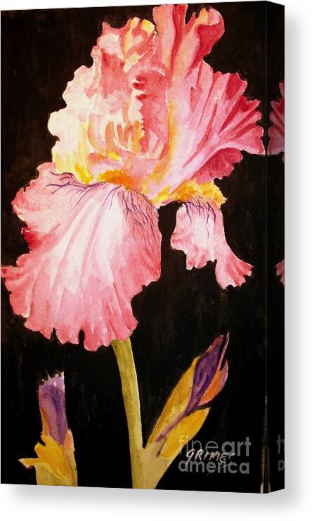 Iris Canvas Print featuring the painting Pink Iris by Carol Grimes