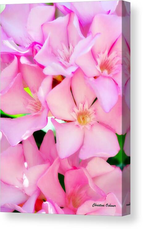 Pink Oleander Canvas Print featuring the photograph Pink Oleander by Christina Ochsner