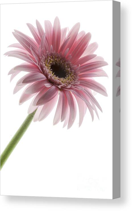 Pink Posey Canvas Print featuring the photograph Pink Posey by Patty Colabuono