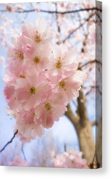 Pink Canvas Print featuring the photograph Pink spring blossom light blue sky by Matthias Hauser